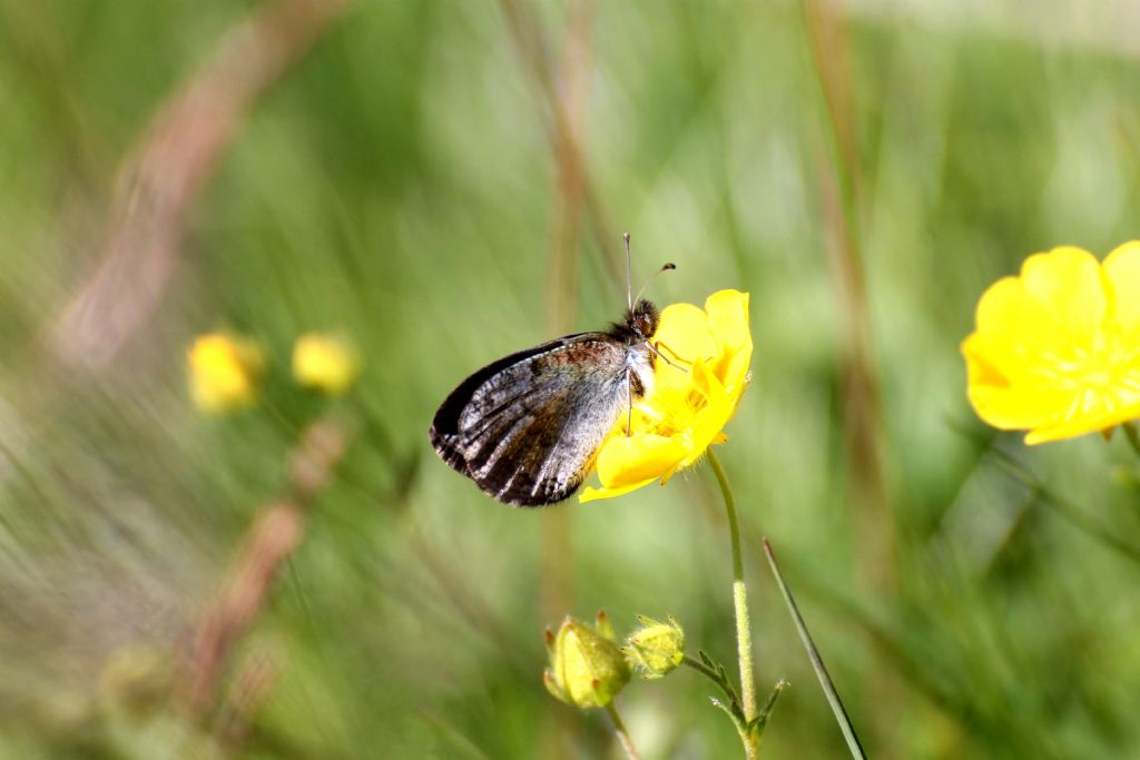 Erebia cassioides? Cfr. Erebia tyndarus - Nymphalidae